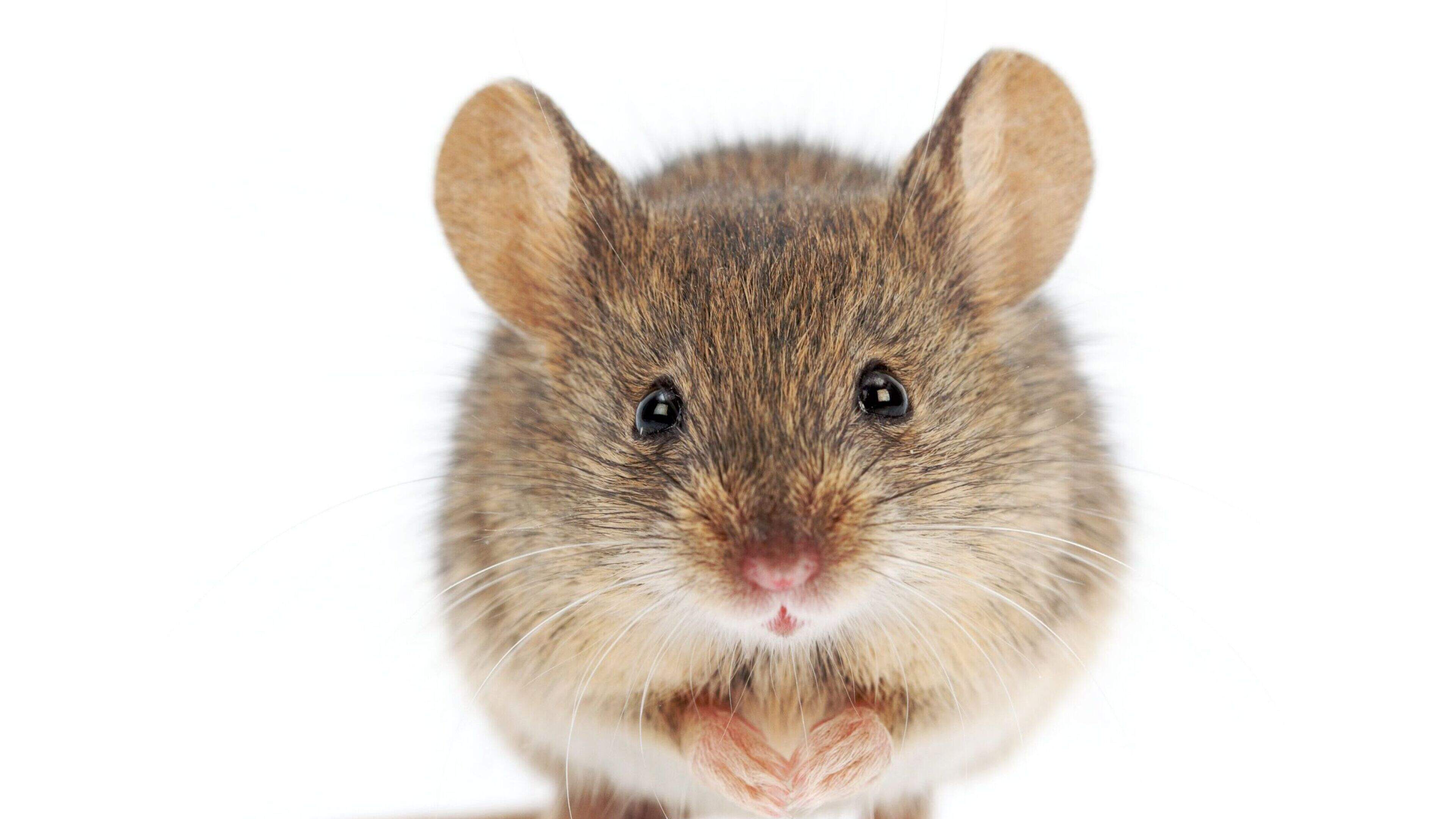Wexford pub and takeaway hit with closure order after dead mice found in food storage room